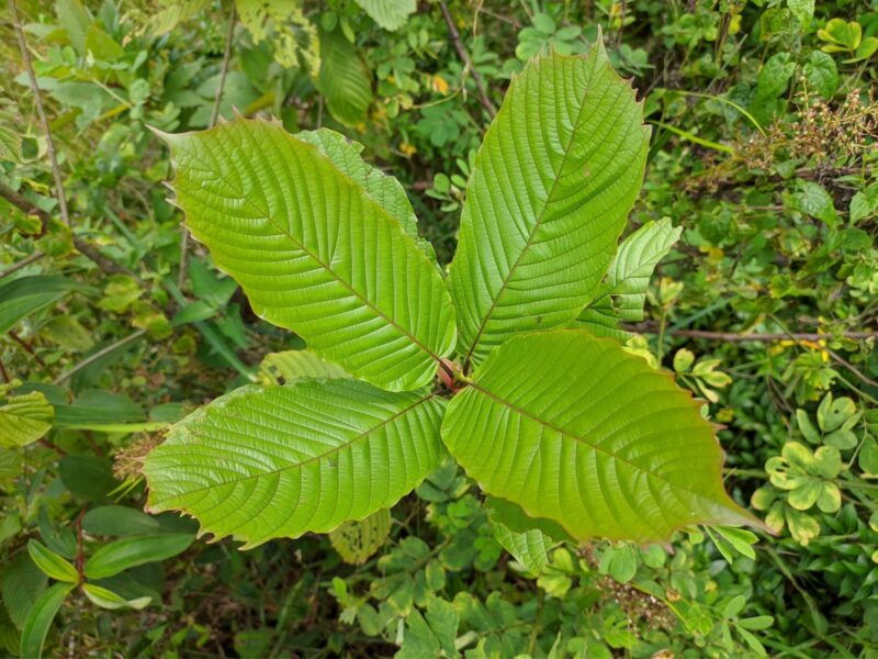 kratom leaf harvesting