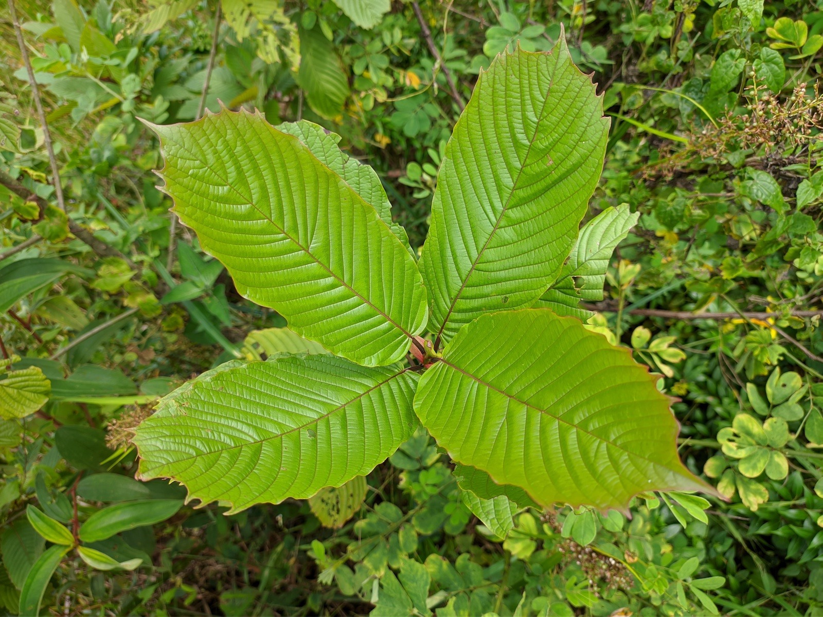 kratom leaf harvesting