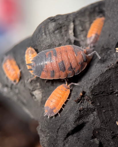 are isopods dangerous